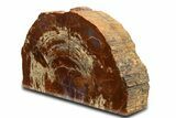 Polished Red/Purple Petrified Wood Stand Up - Arizona #338296-1
